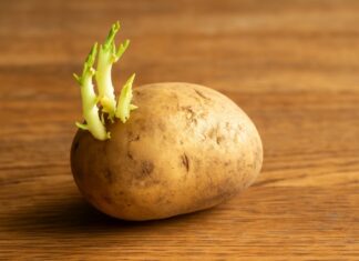 “Beware: 5 Seemingly Safe Foods That Could Cause Food Poisoning If Mishandled”