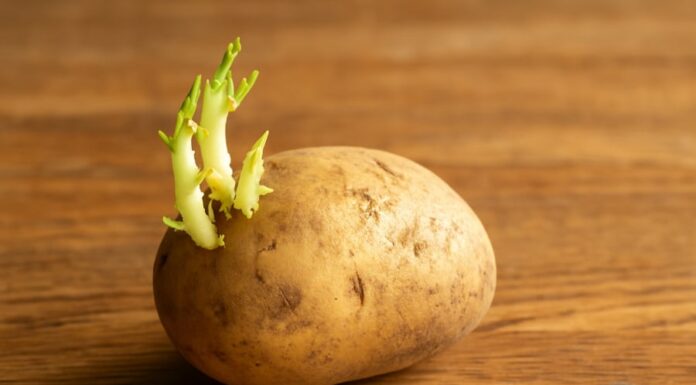 “Beware: 5 Seemingly Safe Foods That Could Cause Food Poisoning If Mishandled”