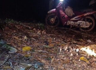 The Midnight Harvest: A Delicate Delicacy Illuminated.