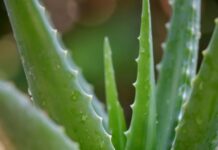 The Ultimate Ally in the Battle Against Acne: Unlocking Skin’s Defenses with Anti-inflammatory and Antibacterial Power