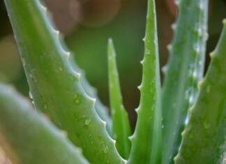 The Ultimate Ally in the Battle Against Acne: Unlocking Skin’s Defenses with Anti-inflammatory and Antibacterial Power