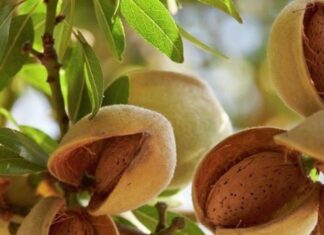 The World’s Most Nutritious Superfood: Abundant in Vietnam, Available at Every Supermarket.