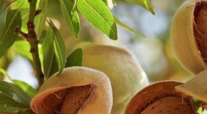 The World’s Most Nutritious Superfood: Abundant in Vietnam, Available at Every Supermarket.