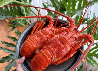 The Ultimate Seafood Delicacy: Vietnam’s ‘Superfood’ Craze in China