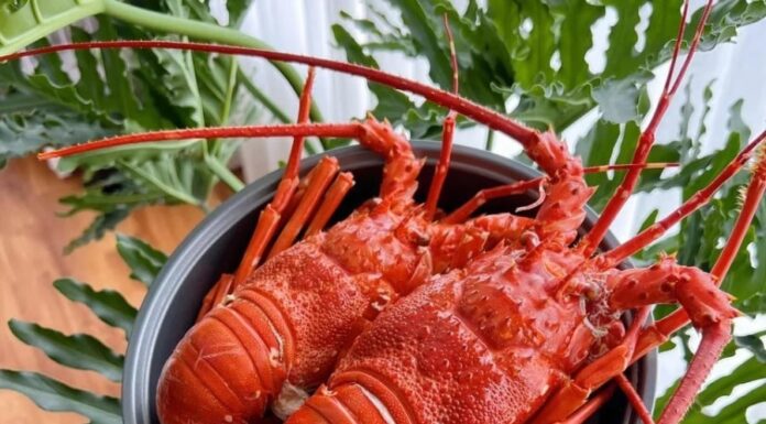 The Ultimate Seafood Delicacy: Vietnam’s ‘Superfood’ Craze in China
