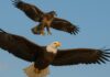 The Eagle’s Law: Instilling Self-Reliance and Discipline in Your Child