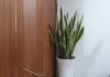 Is the Sansevieria Plant Good for Your Home’s Feng Shui? Beware of These Two Inauspicious Ages
