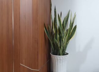 Is the Sansevieria Plant Good for Your Home’s Feng Shui? Beware of These Two Inauspicious Ages