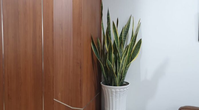 Is the Sansevieria Plant Good for Your Home’s Feng Shui? Beware of These Two Inauspicious Ages