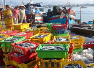 The Ultimate Guide to Nha Trang’s Best-Kept Secret: A Seafood Market Paradise for Locals and Adventurous Foodies Alike