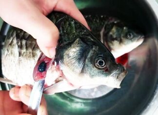 The Ultimate Culinary Conundrum: A Fishy Tale of Deadly Delicacies and Daring Taste Buds