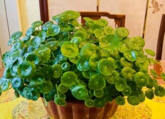 The Weedy Wonder: How a Roadside Weed Became a Prized House Plant.