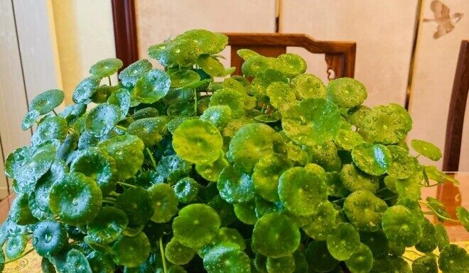 The Weedy Wonder: How a Roadside Weed Became a Prized House Plant.