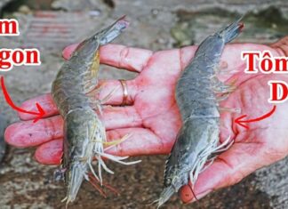 “The Great Shrimp Debate: Straight or Curved, Which is the Better Buy?”