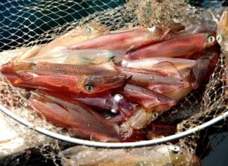 The Ultimate Guide to Boiling Squid: Achieve Crisp, Juicy, and Tasty Results Every Time