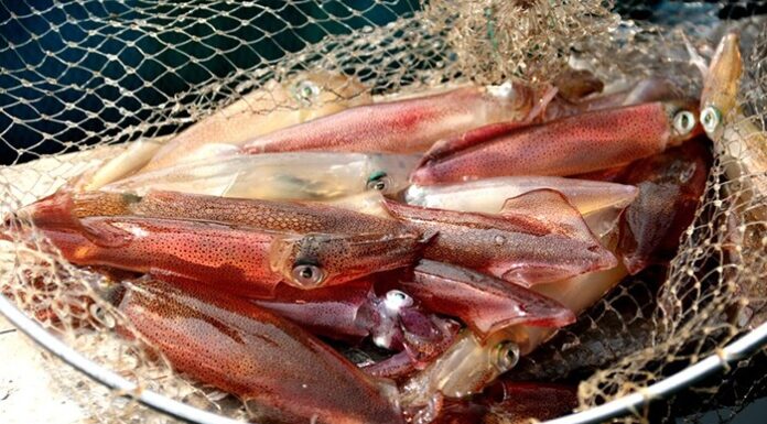 The Ultimate Guide to Boiling Squid: Achieve Crisp, Juicy, and Tasty Results Every Time