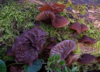 The Ultimate Blood-Boosting Foods: Nature’s Very Own Banks