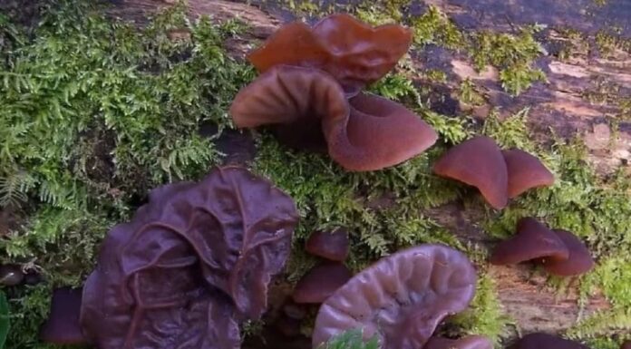 The Ultimate Blood-Boosting Foods: Nature’s Very Own Banks