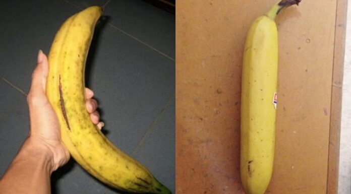 Should You Pick Bent or Straight Bananas at the Market? Many Are Getting It Wrong.