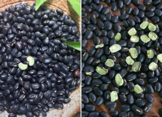 The Ultimate Guide to Cooking Black Bean Dessert: A Delicious, Nutty Treat