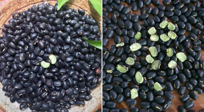 The Ultimate Guide to Cooking Black Bean Dessert: A Delicious, Nutty Treat