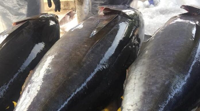 The Black Sea Bass: A Tasty Treat from the Deep