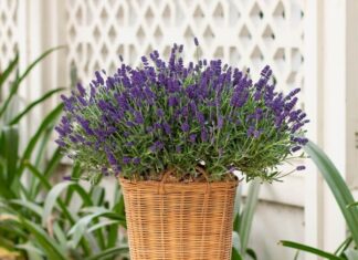 The Ultimate Guide to Health and Happiness: Unveiling the Secret Garden