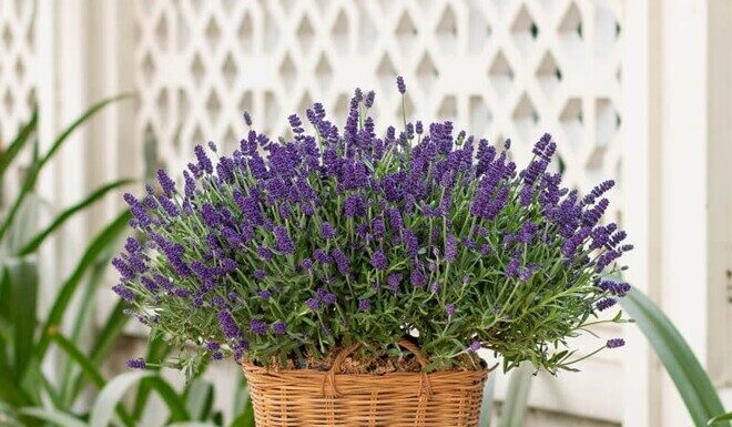 The Ultimate Guide to Health and Happiness: Unveiling the Secret Garden