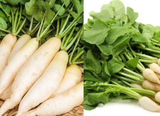 What is White Ginseng and Why is it Praised by Global Experts as a Golden Herb for Health? Vietnam’s Abundant and Affordable Supply.