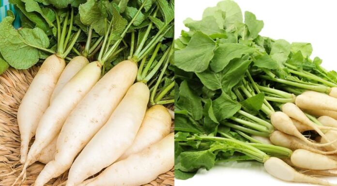 What is White Ginseng and Why is it Praised by Global Experts as a Golden Herb for Health? Vietnam’s Abundant and Affordable Supply.