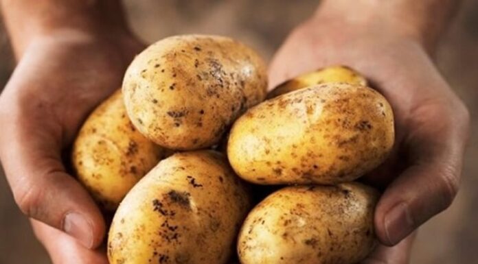 The Ultimate Superfood: Uncovering the Humble Root with an Astonishing Vitamin C Punch.