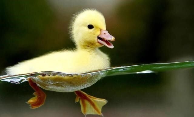 The Pen is Mightier: Unveiling the Quack-tastic Truth.