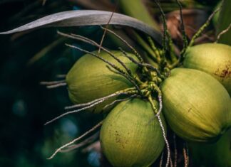 The Top Five Times to Avoid Drinking Coconut Water