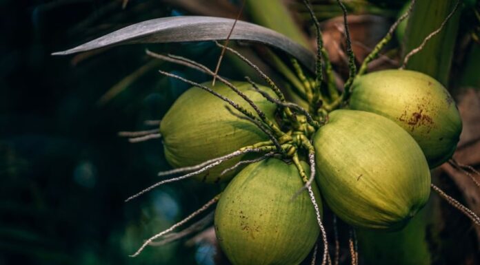 The Top Five Times to Avoid Drinking Coconut Water