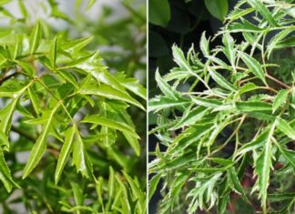 What Ailments Can Drinking Vietnamese Coriander Leaves Juice Cure?