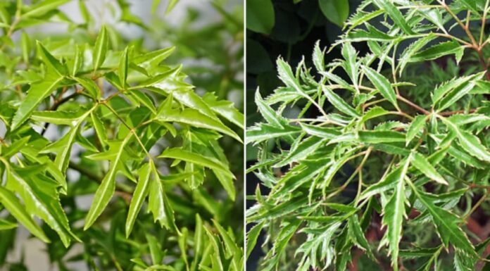 What Ailments Can Drinking Vietnamese Coriander Leaves Juice Cure?