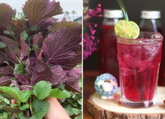 Who Should Refrain from Drinking Perilla Leaf Tea?