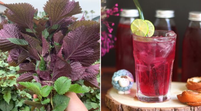 Who Should Refrain from Drinking Perilla Leaf Tea?