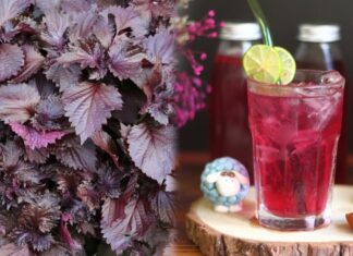 What Ailments Should Refrain from Consuming Perilla Leaf Infused Water?