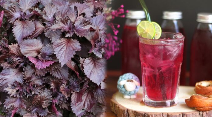 What Ailments Should Refrain from Consuming Perilla Leaf Infused Water?