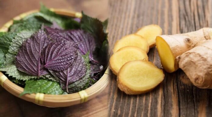 What Are the Benefits of Drinking Perilla Leaf and Ginger Tea?