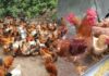 Why You Shouldn’t Keep Chickens Beyond Their Prime: The Six-Year Itch