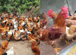 Why You Shouldn’t Keep Chickens Beyond Their Prime: The Six-Year Itch