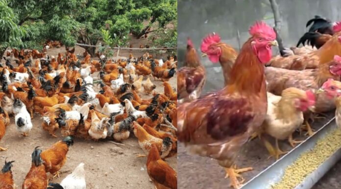 Why You Shouldn’t Keep Chickens Beyond Their Prime: The Six-Year Itch