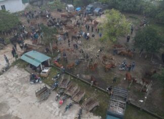 The Strange Market of Ha Tinh: A Unique Shopping Experience That Has Stood the Test of Time