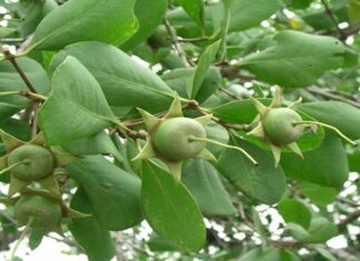 The King’s Delight: A Wild Fruit Transformed into a Coveted Delicacy