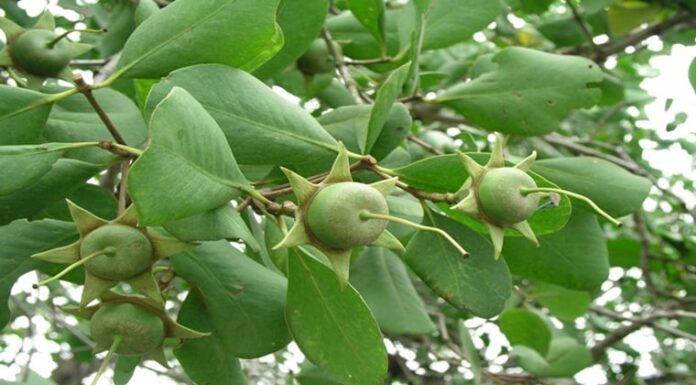 The King’s Delight: A Wild Fruit Transformed into a Coveted Delicacy