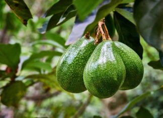 The Liver-Loving Fruit: Guarding Your Body Against Cancerous Cells