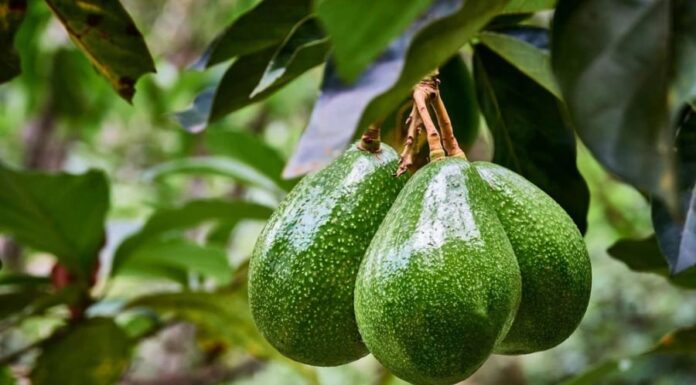 The Liver-Loving Fruit: Guarding Your Body Against Cancerous Cells