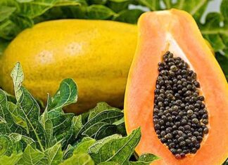 The Ultimate Superfood: Nature’s Bargain, Now a Hit in Vietnam’s Markets.